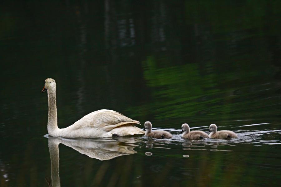 Schwäne in Formation