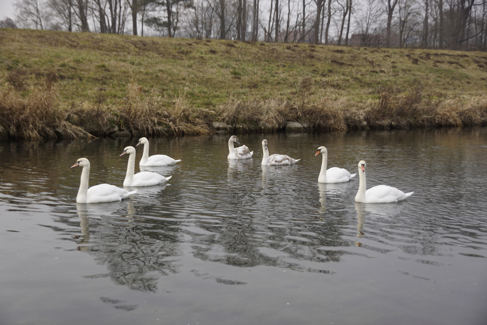 Schwäne in Formation in der Krems (OÖ)