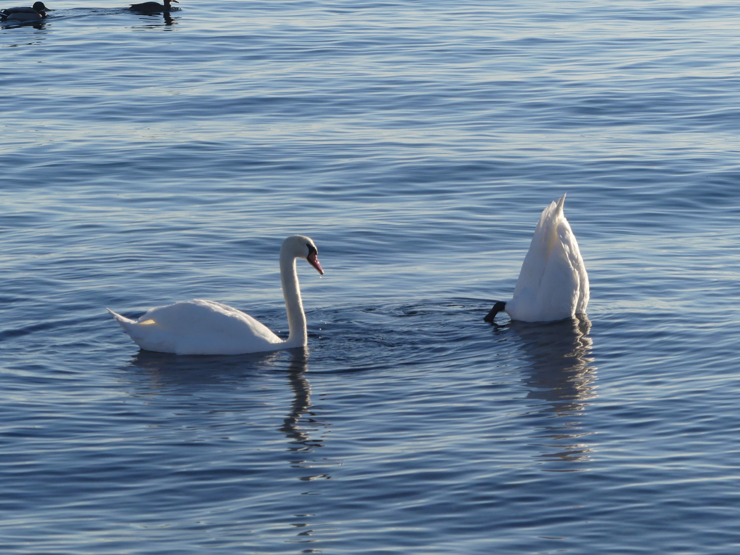 Schwäne in Meer