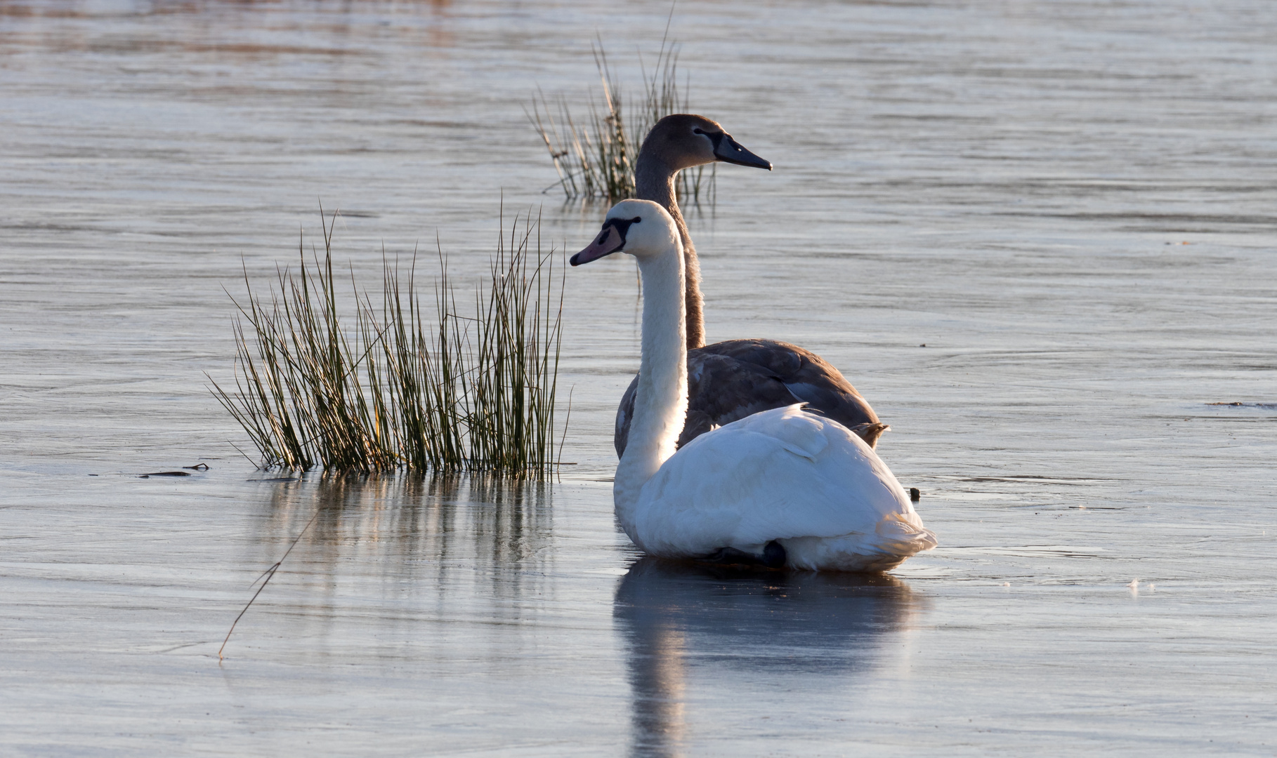 Schwäne in 'Årslev engsø' [Wiesesee], Dänemark