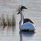 Schwäne in 'Årslev engsø' [Wiesesee], Dänemark