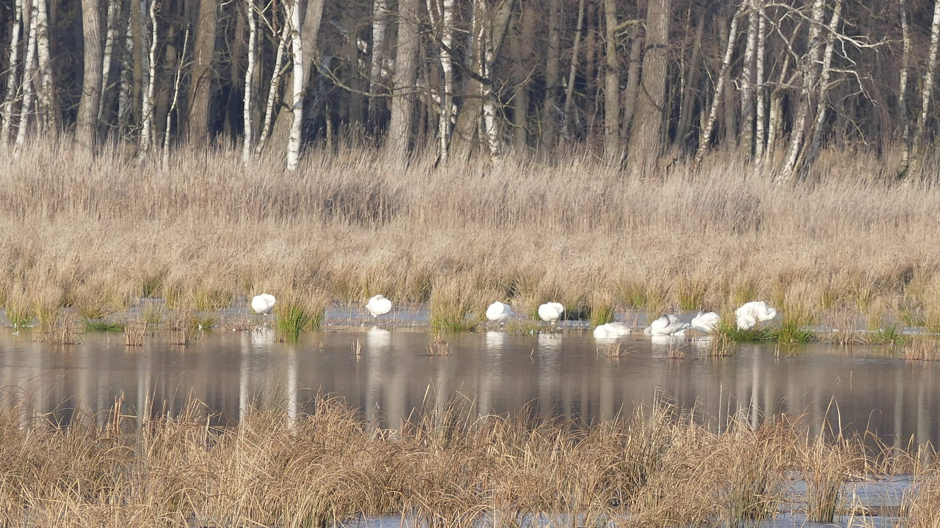 Schwäne in Ruhestellung