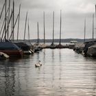 Schwäne in Segelboothafen, Starnberger See