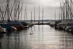 Schwäne in Segelboothafen, Starnberger See