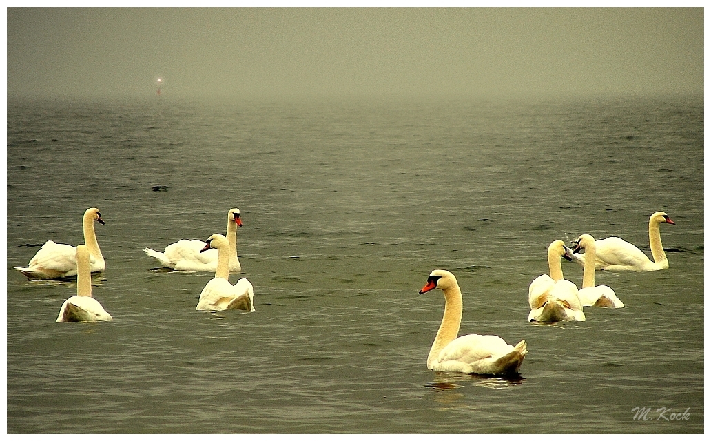 Schwäne in Winterruhe