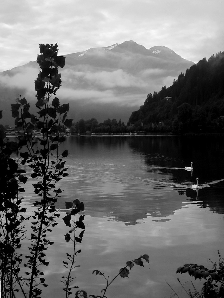 Schwäne in Zell am See