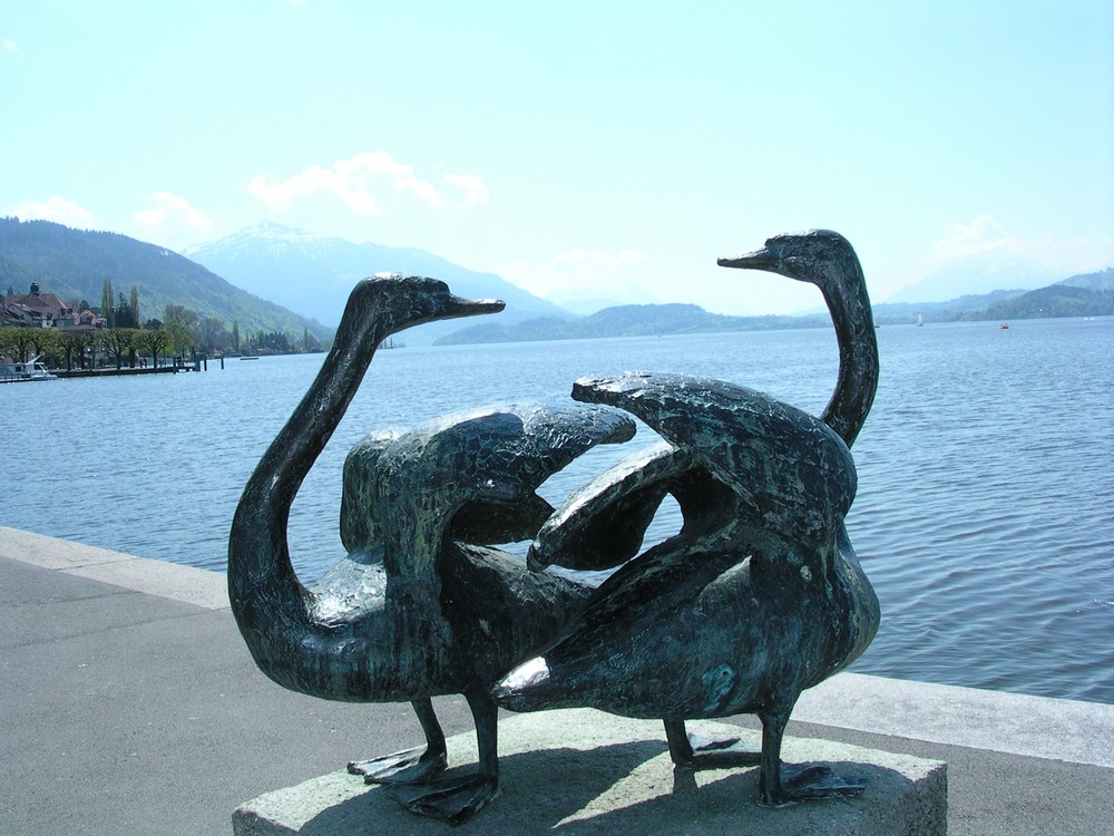 Schwäne in Zug am Zugersee