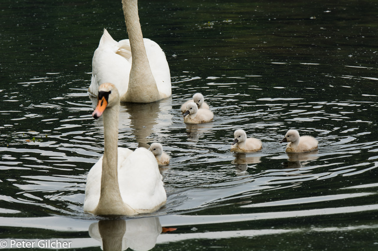 Schwäne mit 5 jungen