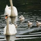 Schwäne mit 5 jungen