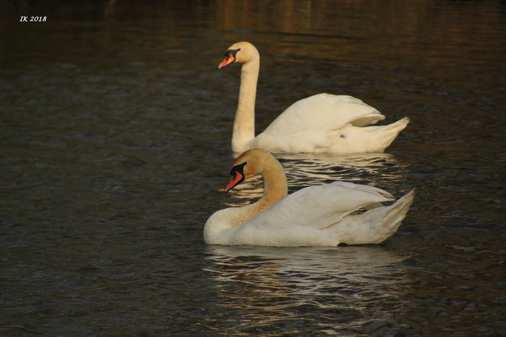 Schwäne mit Spiegelung