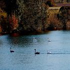 Schwäne schwimmen auf der Ruhr.