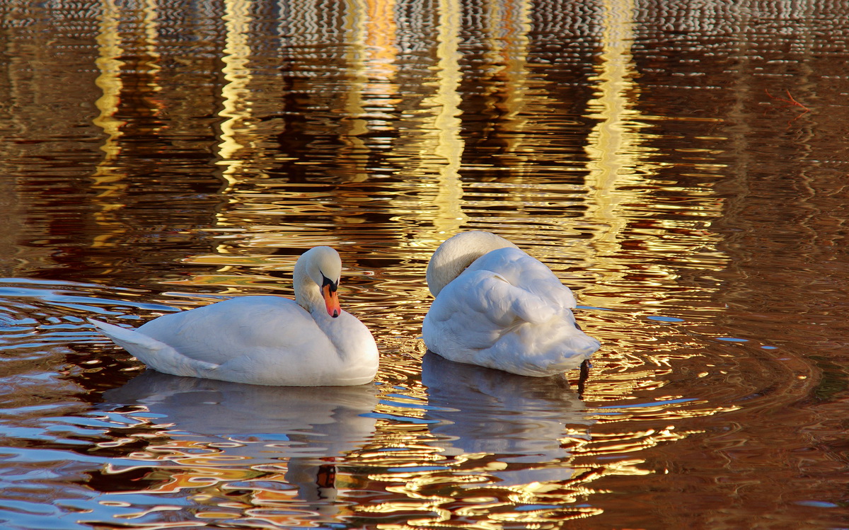 Schwäne schwimmen im Gold