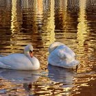 Schwäne schwimmen im Gold