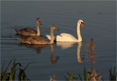 Schwäne / Septemberabend