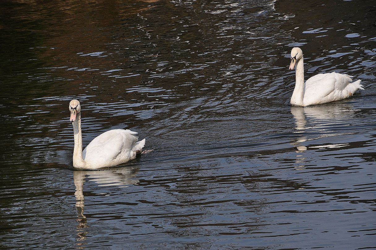 Schwäne spiegeln sich