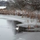 Schwäne suchen Futter