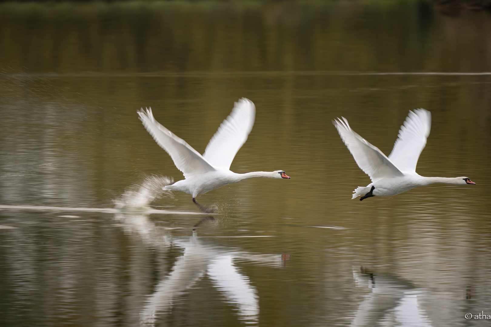 Schwäne take-off