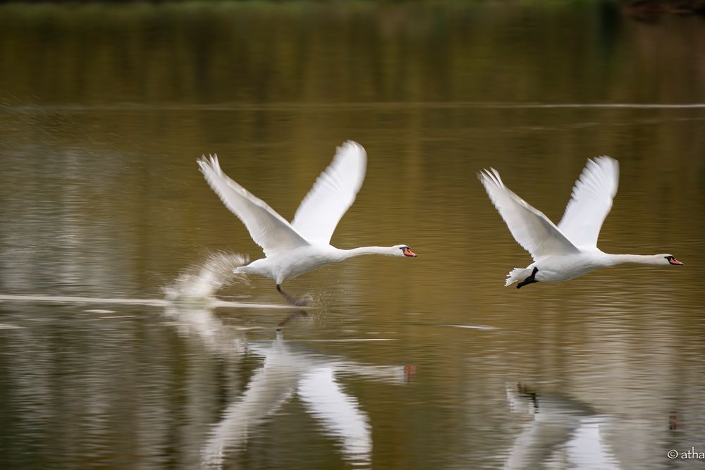 Schwäne take-off