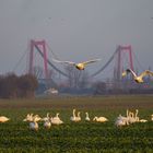 Schwäne Treffen (mit Trauerschwan)