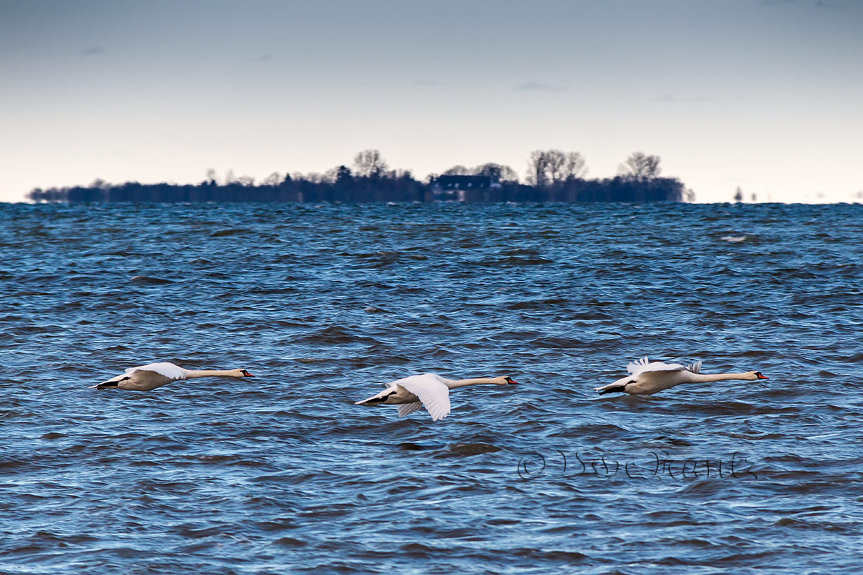 Schwäne über dem Bodden