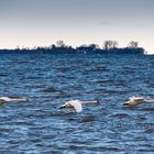 Schwäne über dem Bodden