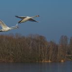 Schwäne über dem See