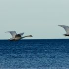 Schwäne über dem Strand am Kattegat