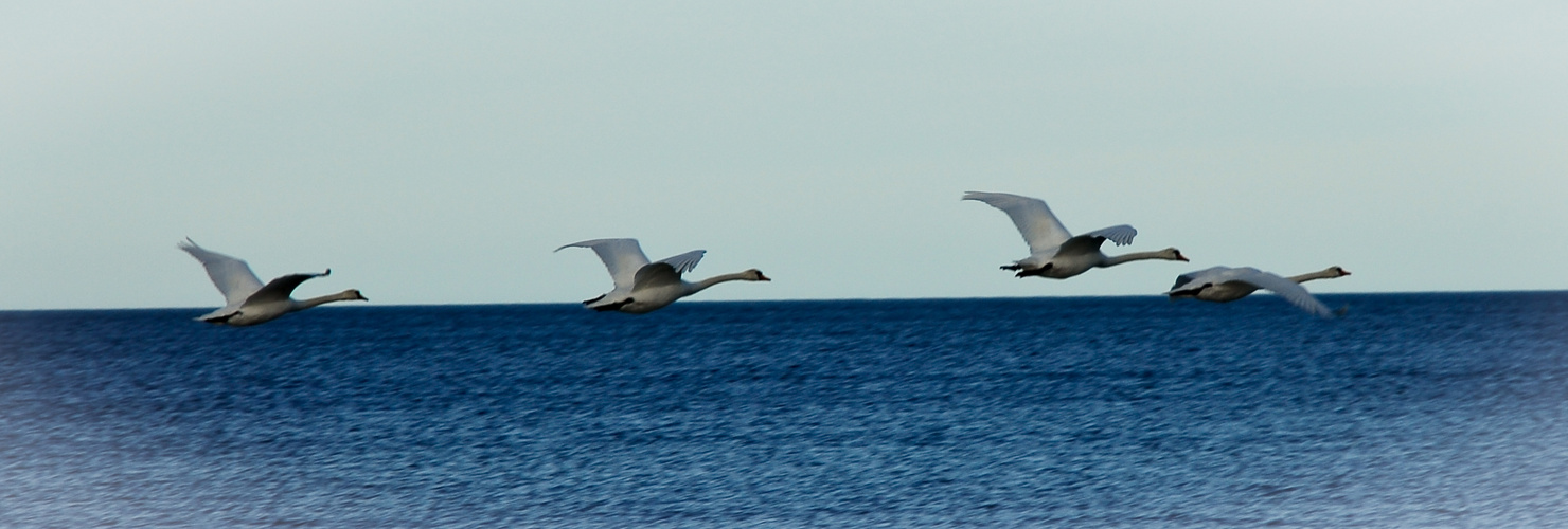 Schwäne über dem Strand am Kattegat