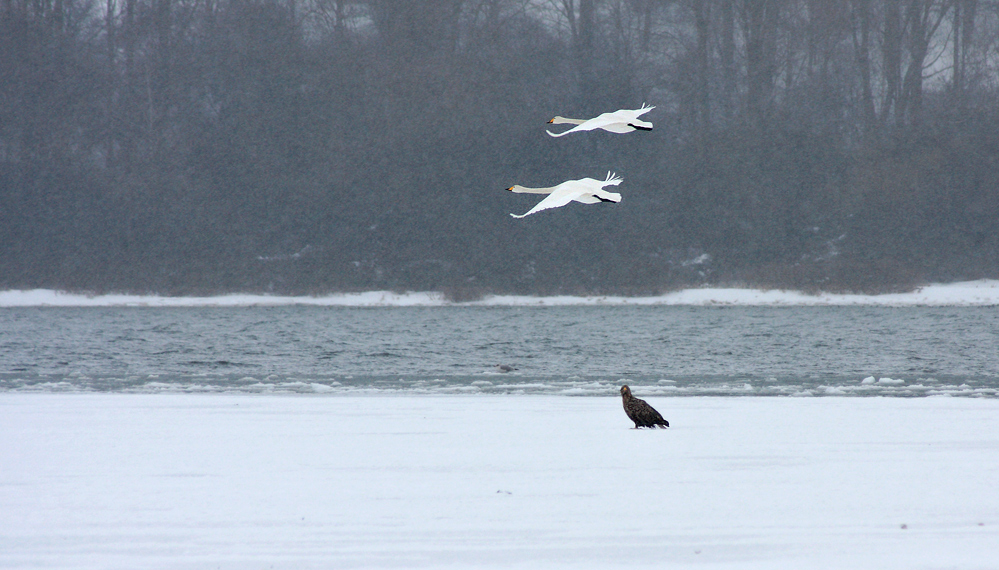 Schwäne und Adler ......