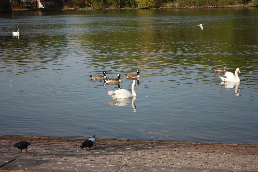 Schwäne und Enten