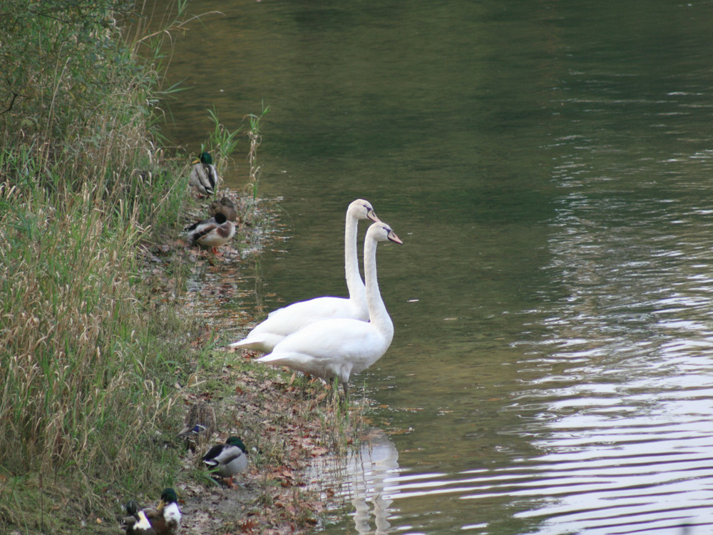 Schwäne und Enten...