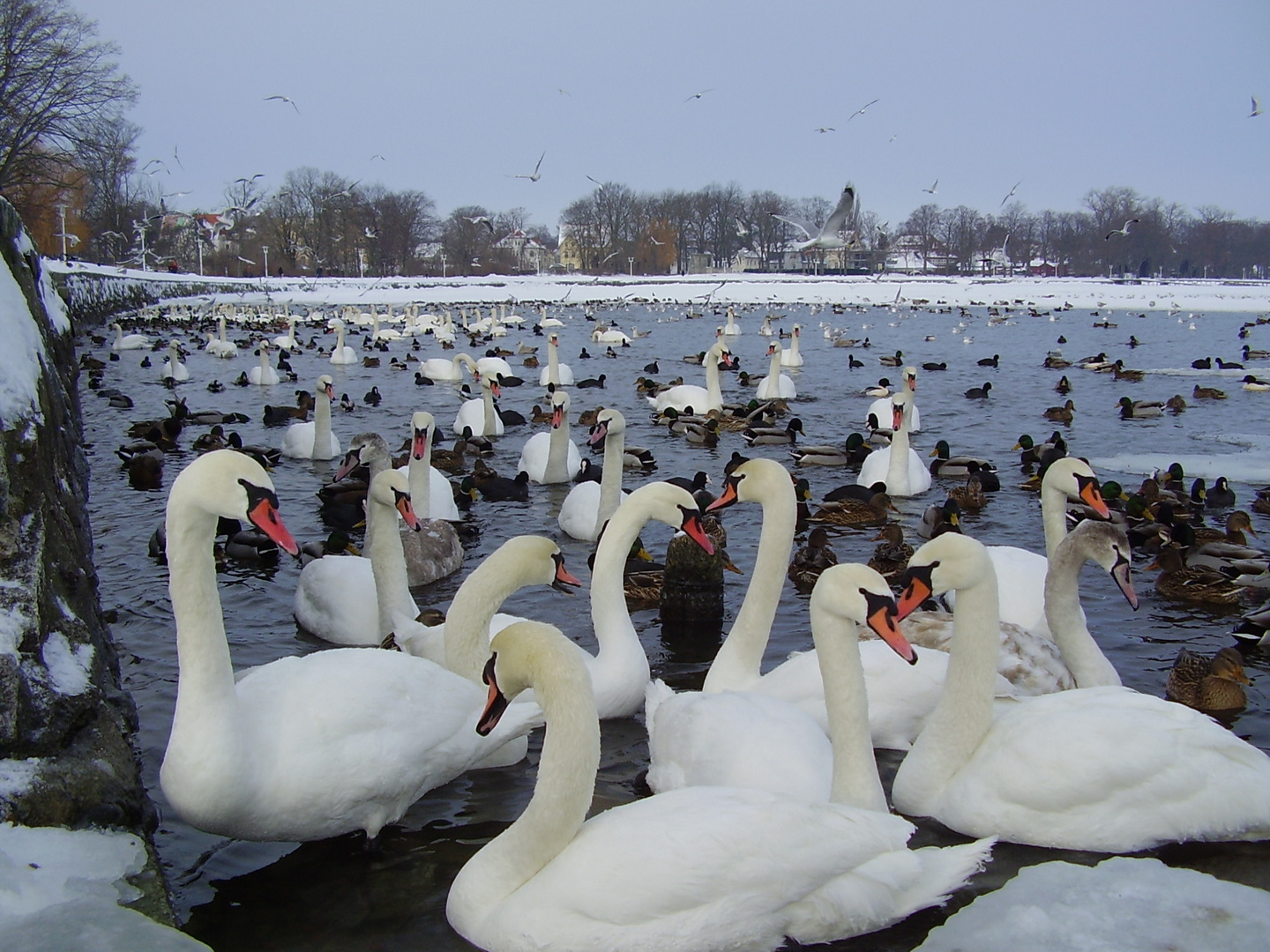 Schwäne und Enten an der einzigen offenen Stelle des Strelasunds 2