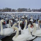 Schwäne und Enten an der einzigen offenen Stelle des Strelasunds 2