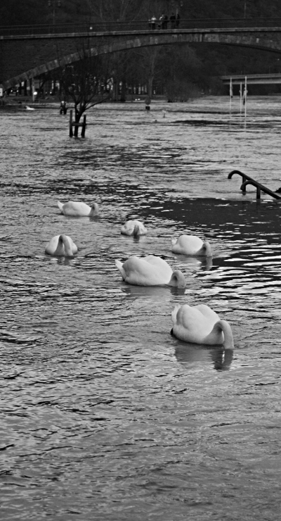 Schwäne und Hochwasser