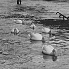 Schwäne und Hochwasser