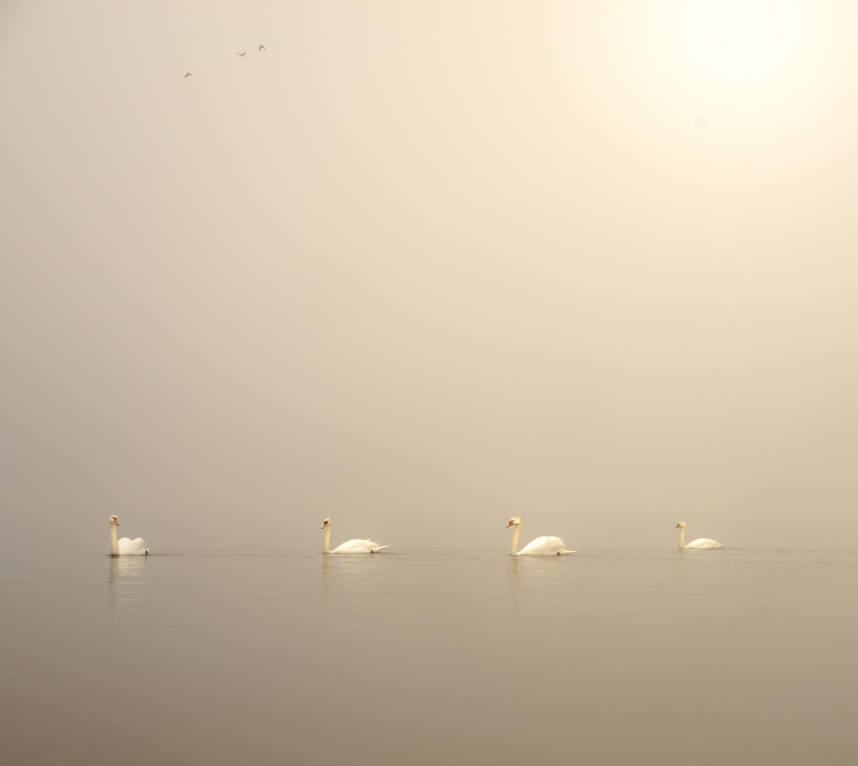 Schwäne und Vögel im Morgennebel