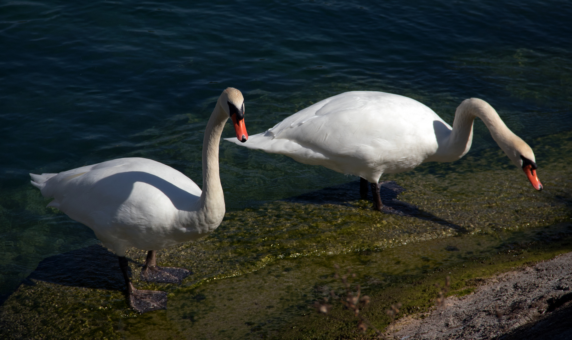 Schwäne vom Bodensee