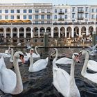 Schwäne vor Alsterarkaden nähe Jungfernsteg Hamburg