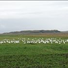 Schwäne vor dem Abflug nach Süden