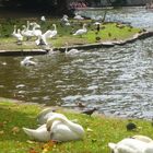 Schwäne vor dem Beginenkloster im Belgischen Brügge