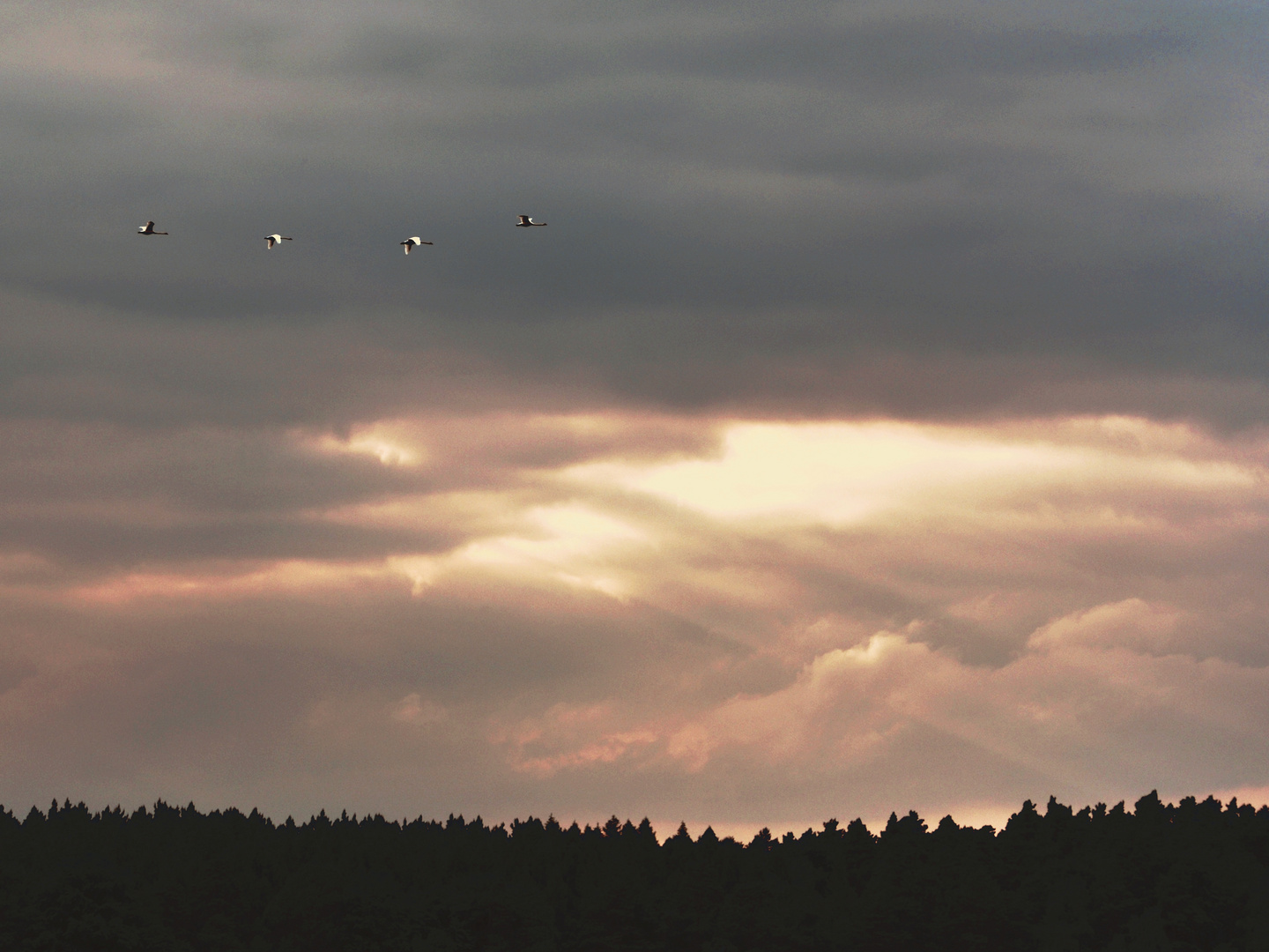 Schwäne vor dem Sturm