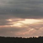 Schwäne vor dem Sturm