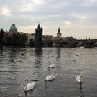 Schwäne vor der Karlsbrücke