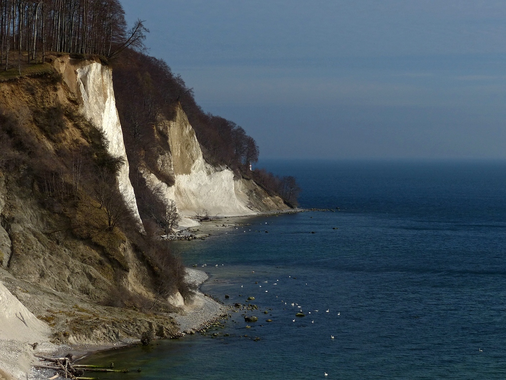 Schwäne vor der Kreideküste