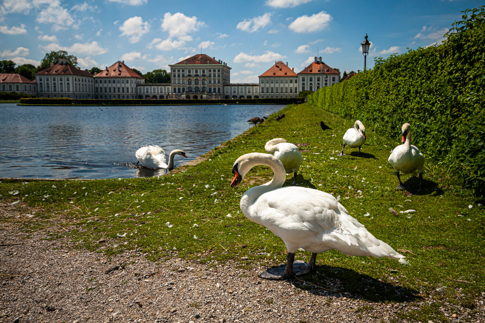 Schwäne vor Schloß Nymphenburg