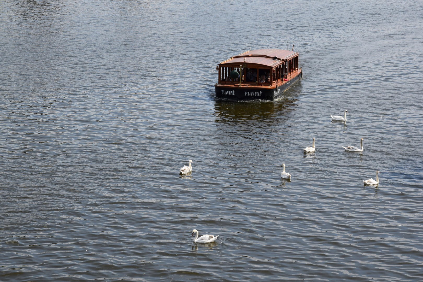 Schwäne vor Touri-Boot