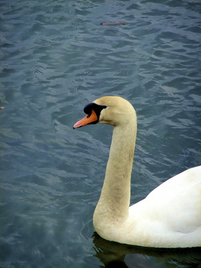 Schwäne,die Schönheit der Natur