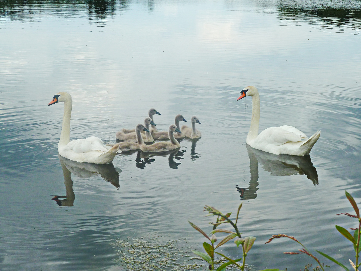 Schwänefamilie Kampseen NÖ