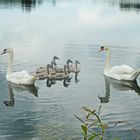 Schwänefamilie Kampseen NÖ