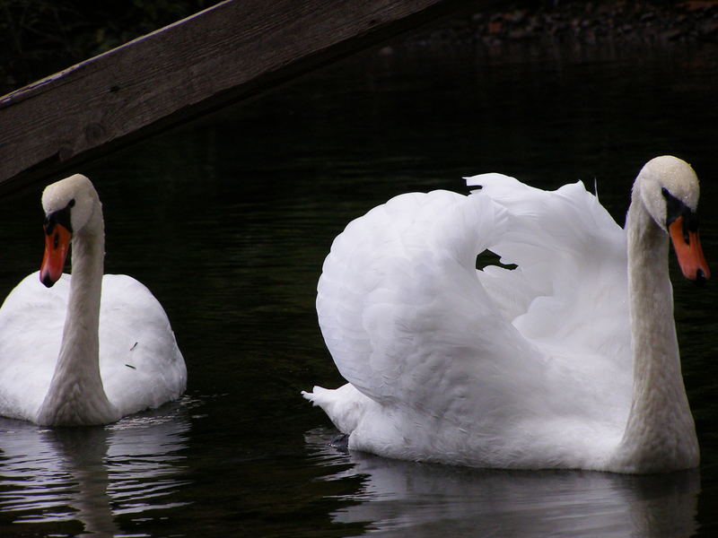 Schwänenpaar im Fernsteinsee